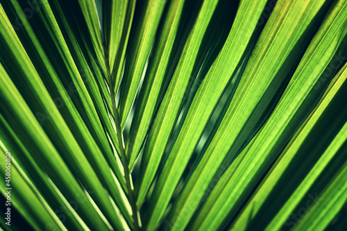 tropical leaf texture, foliage nature green palm background