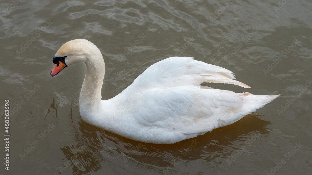 Fototapeta premium Beautiful mute swan, cob or pen, swimming in the cold freezing water of Avon river in Stratford-upon-Avon, Warwickshire, UK, common territorial birds populating the tranquil canals crossing the town