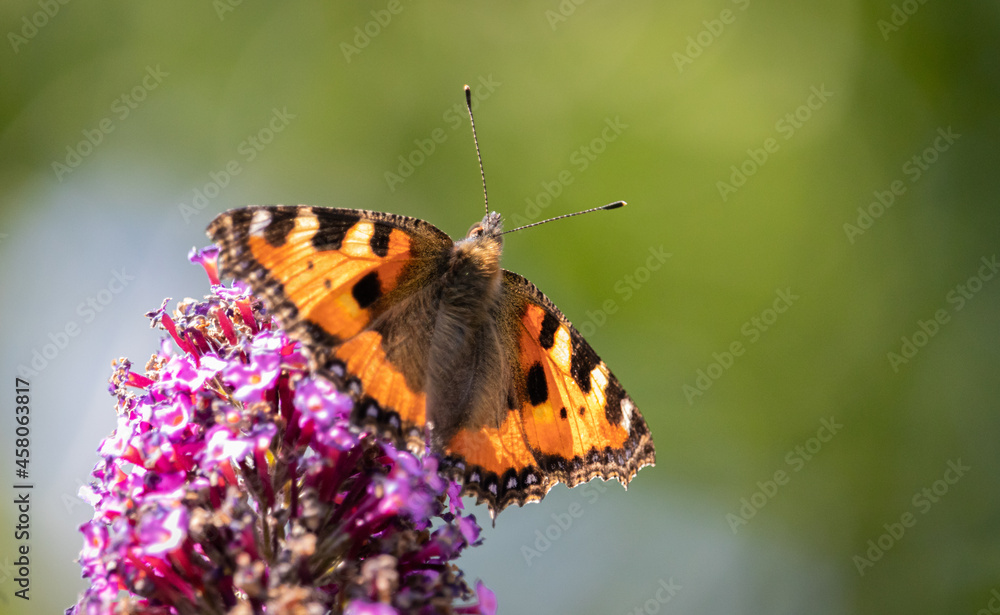 Fototapeta premium Schmetterling Kleiner Fuchs