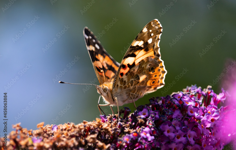 Obraz premium Makro Distelfalter Schmetterling