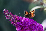 Kleiner Fuchs (Schmetterling) auf lila Schmetterlingsflieder