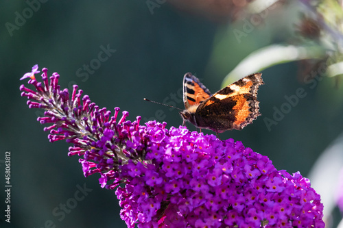 Kleiner Fuchs (Schmetterling) auf lila Schmetterlingsflieder photo