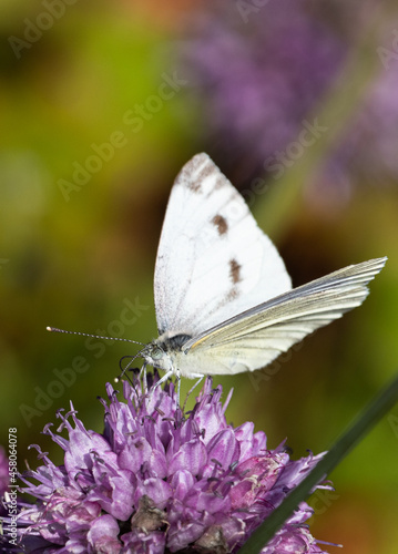 Kohlweißling Schmetterling © AMK