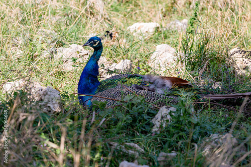 Photo of a male peacock sitting in the grass