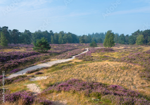 Tela colorful purple heather  and trees on heath near zeist in the netherlands
