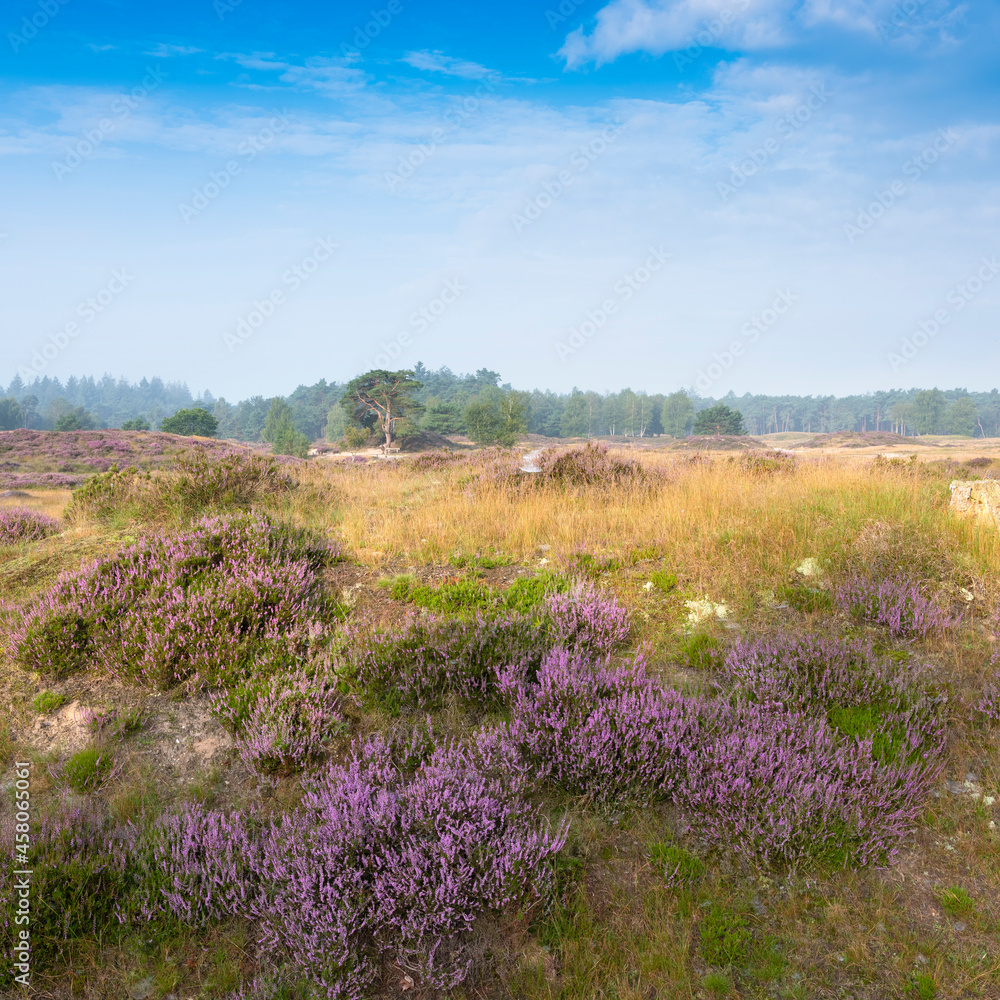 colorful purple heather and pine trees on heath near zeist in the netherlands colorful purple heather and pine trees on heath near zeist in the netherlands