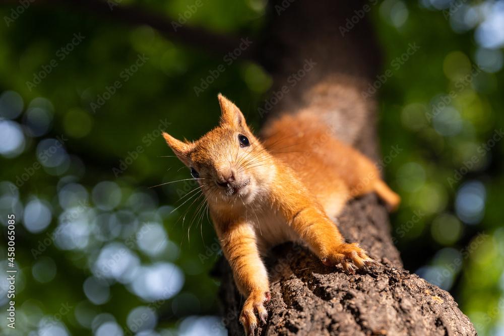 Naklejka premium Squirrel upside down on a tree in the woods