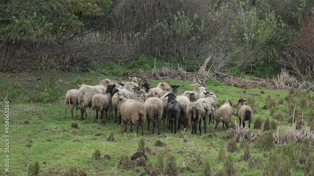 A herd of sheep grazes in a meadow with juicy green grass A herd of sheep grazes in a meadow with juicy green grass