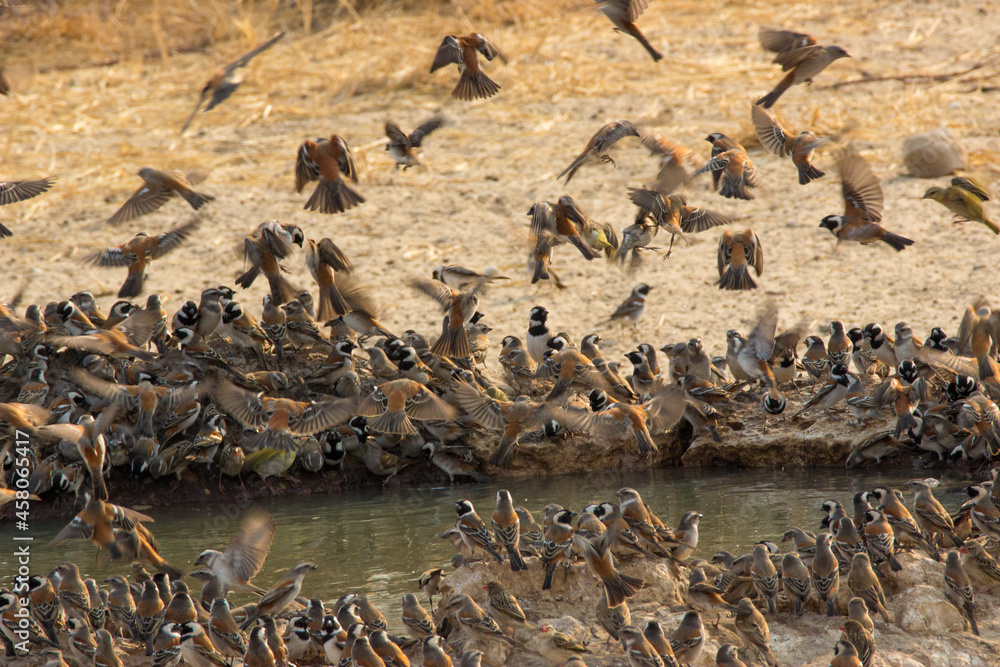 Fototapeta premium Cape Sparrow birds at waterhole in Kgalagadi