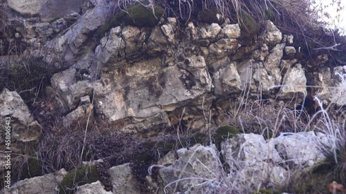 Very attractive bird for birdwatchers. Wall creeper (Trichodroma muraria, likely female with clear white plastrum), typical mountain bird (rock biocenosis), feeds in winter mountains near waterfall photo