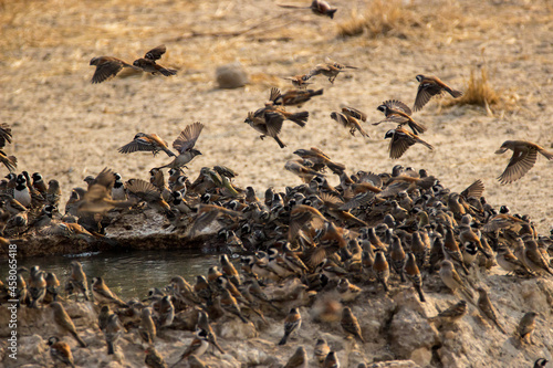 Cape Sparrows (Mossies) in flight at waterhole © ann gadd