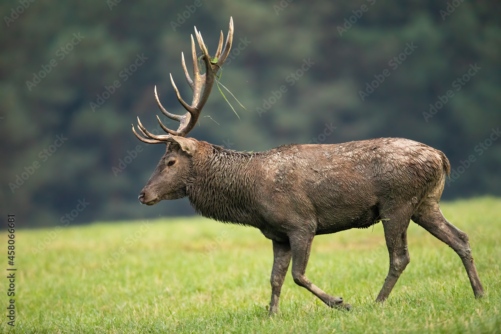 Red deer, cervus elaphus, walking on meadow in autumn nature from side. Brown stag moving on grassland in fall wilderness. Antlered mammal looking to the ground.