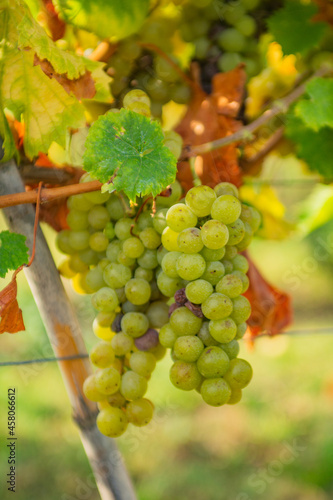 Vitigno Moscato - Piemonte - Uva