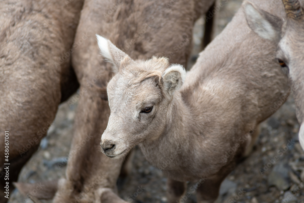 Canada Banff National Park Mountain Goat Baby Canada Banff National Park Mountain Goat Baby