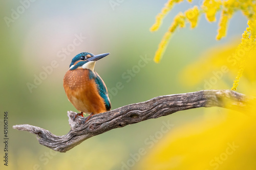 Adorable common kingfisher, alcedo atthis, sitting on a twig in the autumn morning. Colorful natural scenery with a orange bird and yellow plants. Animal wildlife with copy space.