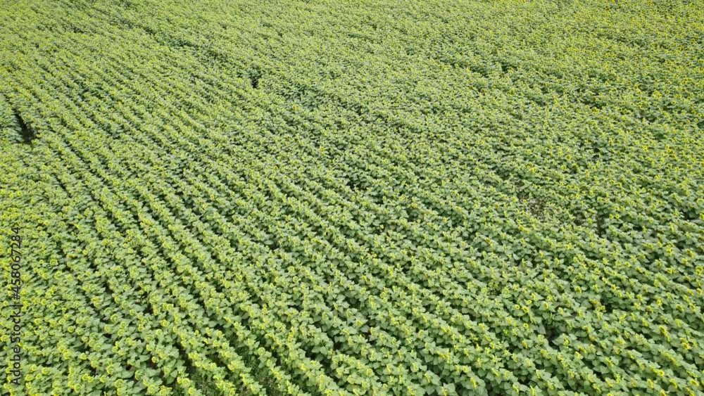 Sunflower field seen from above. Fly over ripe sunflower flowers. Sunflower field seen from above. Fly over ripe sunflower flowers.