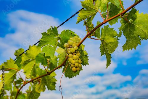 Vitigno - Piemonte - Langhe - Rocche - Uva