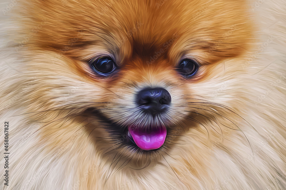 vector illustration of pomeranian dog vector illustration of pomeranian dog