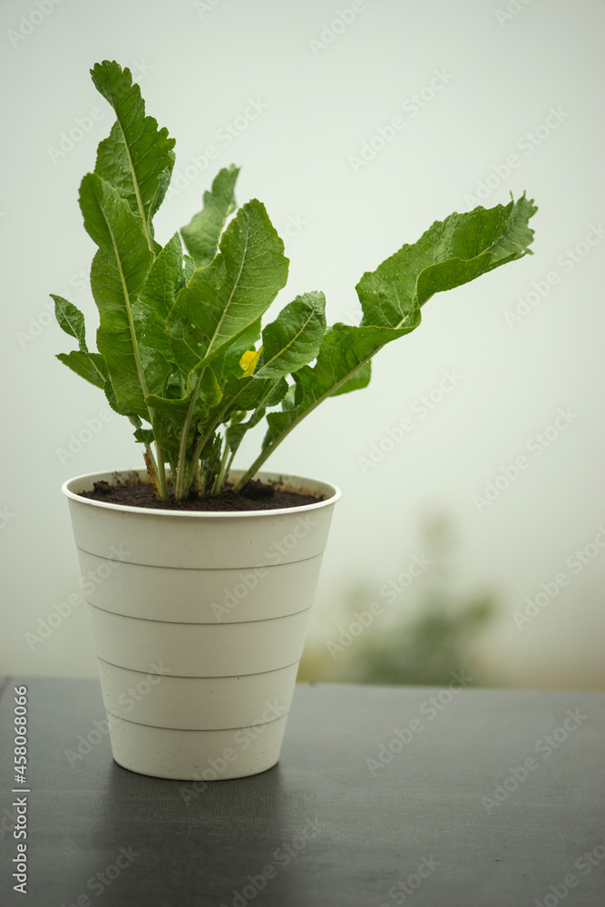 horseradish leaves in a pot for plants on a terrace in the hills, central croatia horseradish leaves in a pot for plants on a terrace in the hills, central croatia