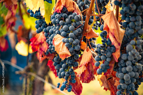 Vitigno Nebbiolo - Langhe - Piemonte - Uva