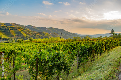 Vigne - Paesaggio - Piemonte - Langhe - Mango - Italia