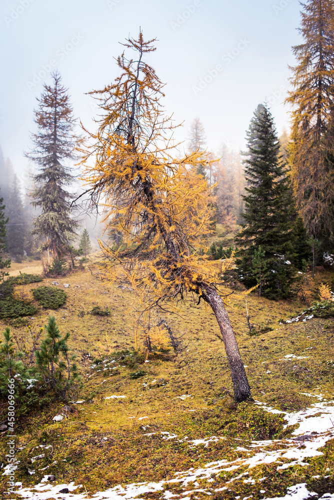 mystical beautiful autumn landscape with yellow larch in snow and fog over the mountains in the Dolomites, the Italian Alps. (Meditation, anti-stress, relaxation - concept)