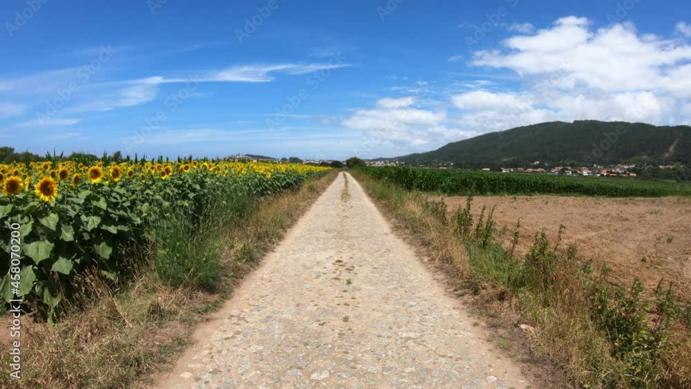 SLOW MOTION SHOT - Cobblestone road located in Carreco, Portugal. Stone-paved road in the sunflower field. Large yellow sunflowers bloomed on a farm field in summer. SLOW MOTION SHOT - Cobblestone road located in Carreco, Portugal. Stone-paved road in the sunflower field. Large yellow sunflowers bloomed on a farm field in summer.