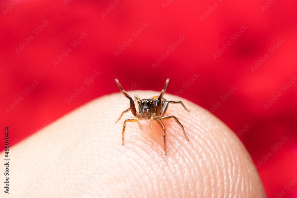 Metallic Jumping spider on my finger Metallic Jumping spider on my finger