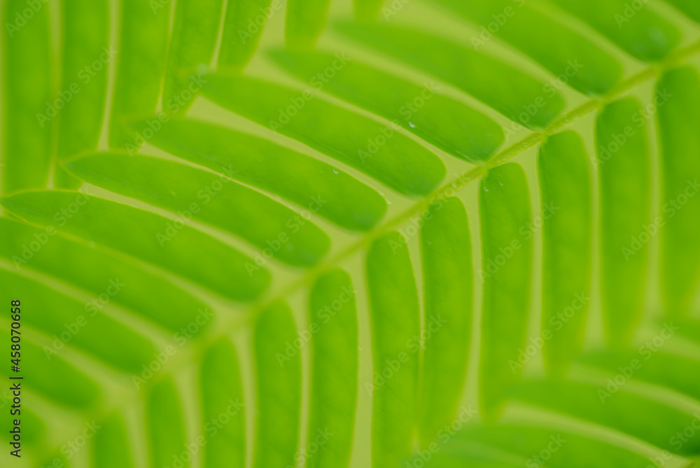 Fototapeta premium green texture privett bush abstract