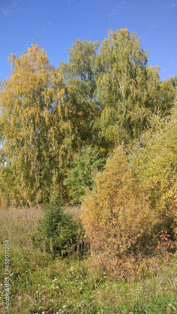 Autumn forest, autumn foliage, autumn trees and weather. Everything breathes in autumn, it's autumn time. Autumn forest, autumn foliage, autumn trees and weather. Everything breathes in autumn, it's autumn time.