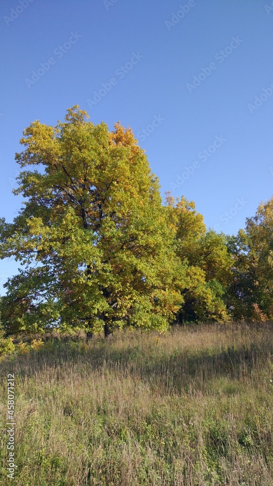 Autumn forest, autumn foliage, autumn trees and weather. Everything breathes in autumn, it's autumn time. Autumn forest, autumn foliage, autumn trees and weather. Everything breathes in autumn, it's autumn time.