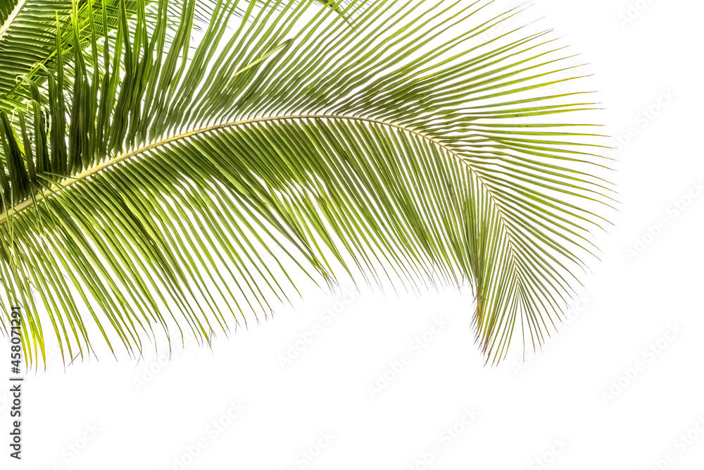 Fototapeta premium Palme courbe sur fond blanc 