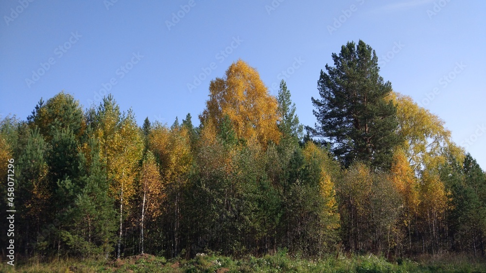 Autumn forest, autumn foliage, autumn trees and weather. Everything breathes in autumn, it's autumn time.