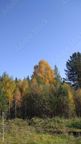 Autumn forest  autumn foliage  autumn trees and weather. Everything breathes in autumn  it s autumn time.