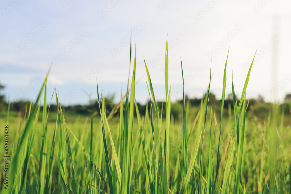Obraz premium Top view​ of rice field in the​ morning