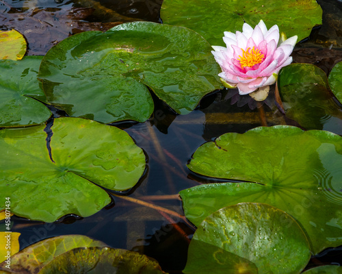 Lily Pond at Bridge End Garden in Saffron Walden in Essex photo