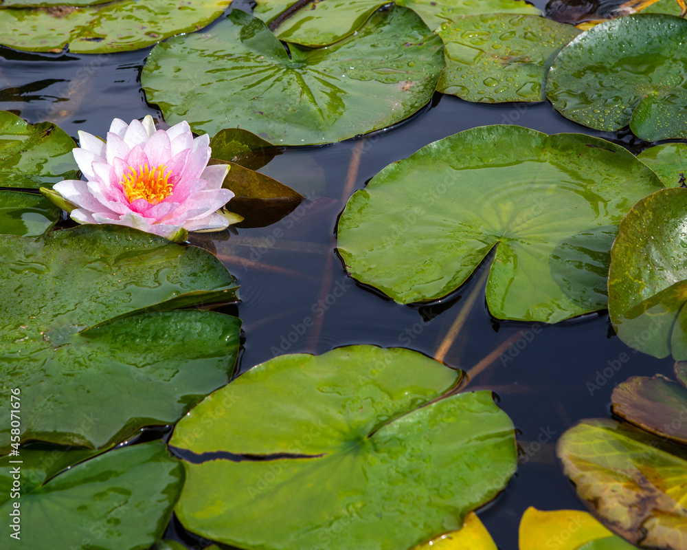 Lily Pond at Bridge End Garden in Saffron Walden in Essex Lily Pond at Bridge End Garden in Saffron Walden in Essex