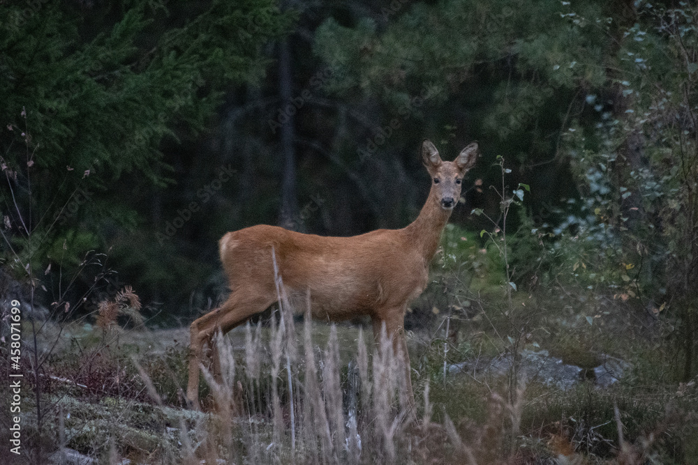 deer in the forest deer in the forest