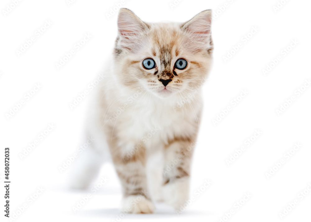 Obraz premium Ragdoll kitten isolated on white background