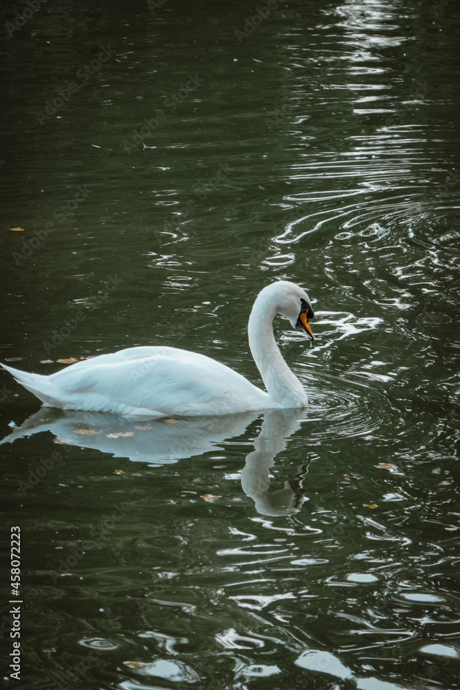 Beautiful white swan on the lake. Beautiful white swan on the lake.