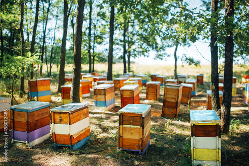 Colorful wooden beehives on forest apiary. © Аrtranq