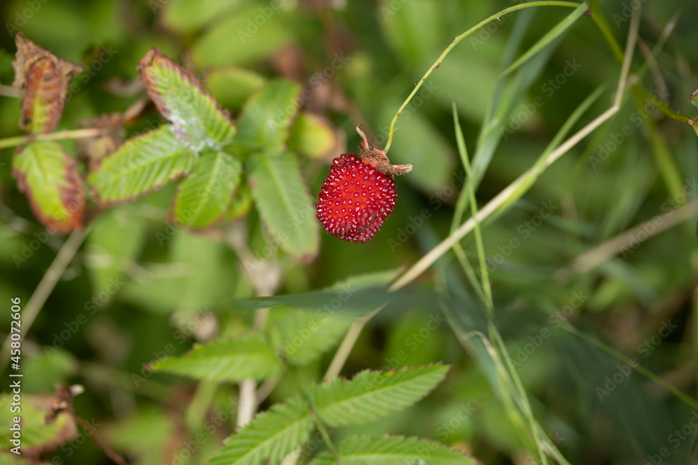 closeup of red wild raspberry on a stem in forest closeup of red wild raspberry on a stem in forest
