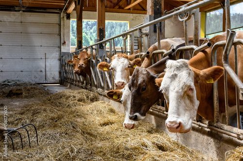 Beautiful shot of brown & white cows feeding on hay through a fence in a barn on a farm