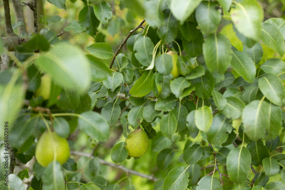 Fototapeta premium green wild pears hanging on a tree in forest