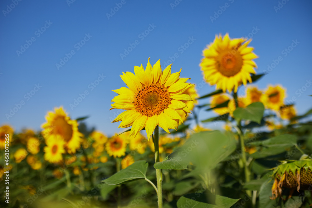 Agricultural field with yellow blooming sunflowers against the blue sky Agricultural field with yellow blooming sunflowers against the blue sky