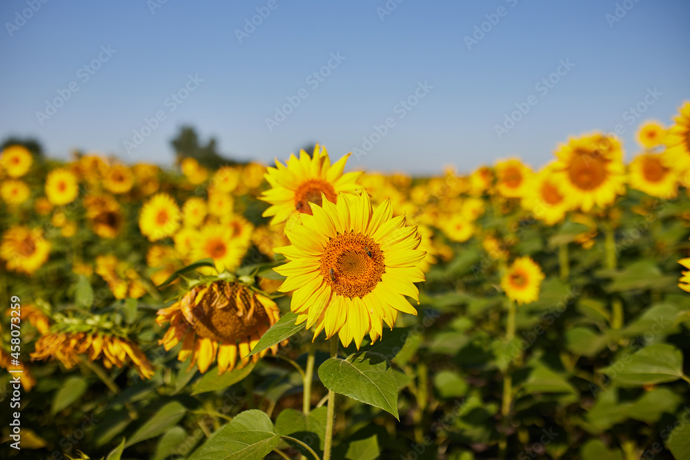Fototapeta premium Agricultural field with yellow blooming sunflowers against the blue sky
