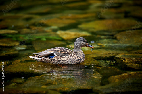 a wild duck swimming in a green lake