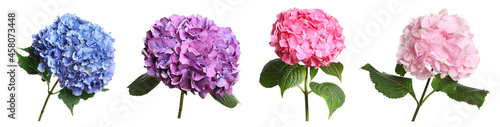 Set with delicate beautiful hortensia flowers on white background. Banner design