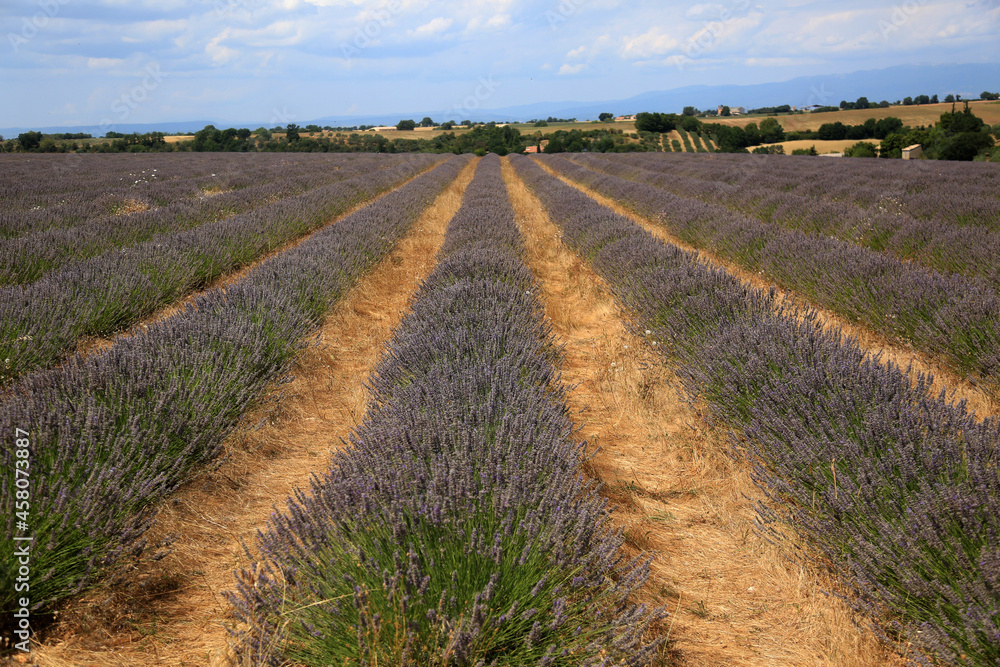 lavender fields in provence france lavender fields in provence france
