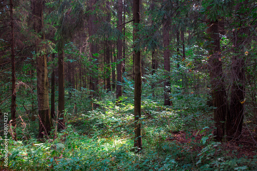 forest in autumn